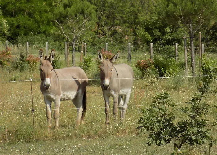 De La Coupiere Le Laurier *